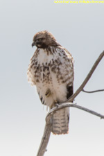 sharp-shinned hawk